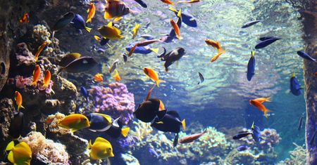 Warszawa. Stołeczne zoo świętuje Tydzień Oceanów