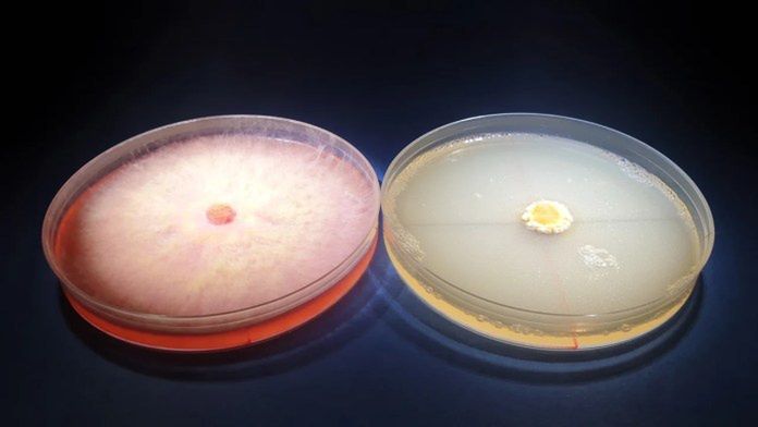 Bakto G-STOP 4 – Kontrola vs.Bakto G-STOP – Fusarium graminearum Tekst i fot. dr inż. Andrzej Brachaczek