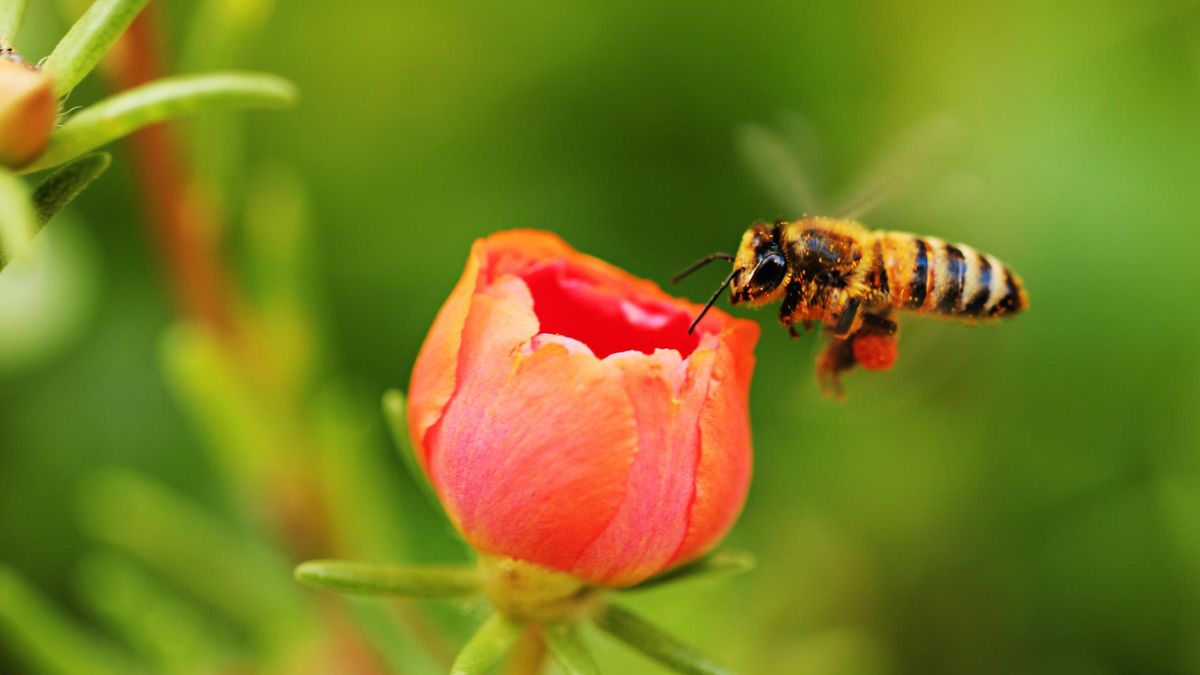 Pszczoła zbierająca nektar z kwiatu.