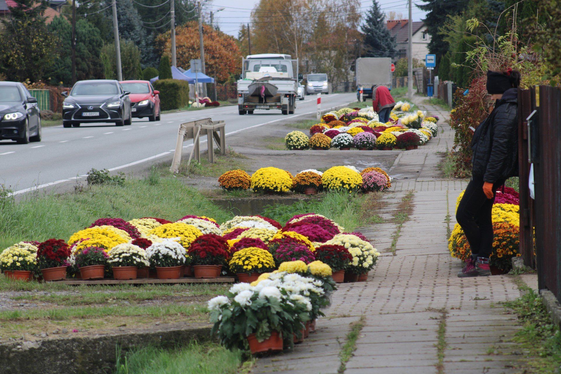 Chryzantemowe zagłębie w gminie Igołomia-Wawrzeńczyce. Tu jesienne kwiaty zdobią wjazdy na posesje, żeby przyciągnąć klientów