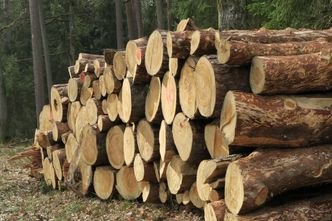 Sprzeczne informacje dotyczące drewna. Ministerstwo: nie ma danych potwierdzających wzrost eksportu drewna poza Europę
