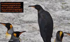 Niezwykłe nagranie. Całkowicie czarny pingwin królewski