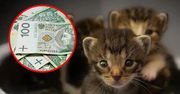 700+ za adopcję psa lub kota. Podano szczegóły