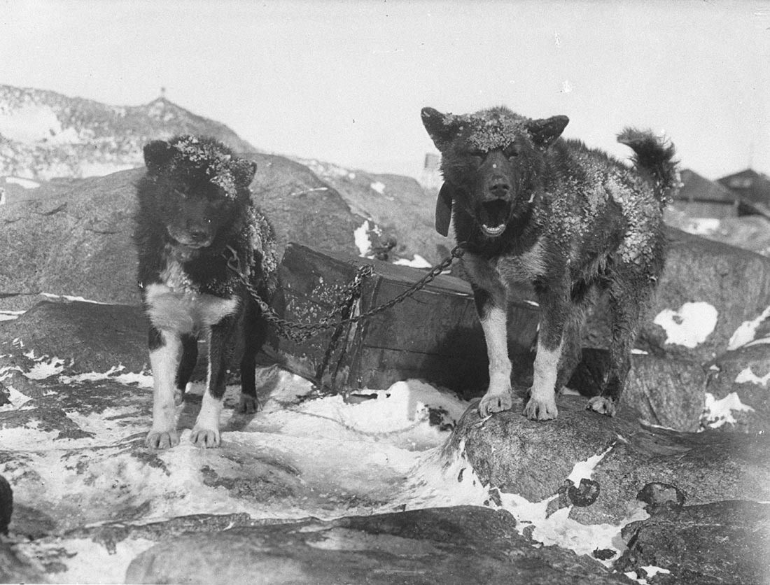 Historyczne zdjęcia z najbardziej dramatycznej wyprawy na Antarktykę 9
