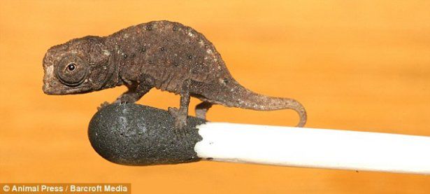 Odkryto minikameleona, jednego z najmniejszych gadów na świecie