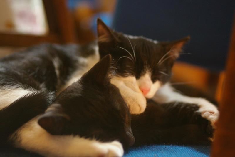 Kilka szybkich ujęć, czyli fotografowanie domowego zwierza smartfonem 2