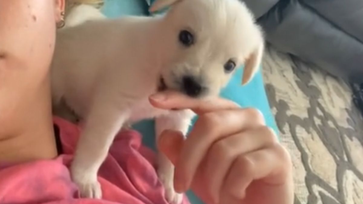 Tak wyglądał Kiwi jako szczeniak  