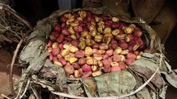 Orzechy kola. Wspierają zdrowie, pomagają w odchudzaniu i zastępują "małą czarną"