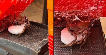 Australia. Samica pająka i 200 małych. Przerażające gdzie uwiła kokon