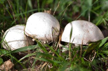 Pachną intensywnie, a w smaku przypominają prawdziwki. Wielu ignoruje, a właśnie zaczął się sezon