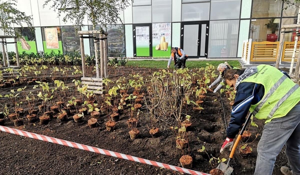 Wrocław. Przygotowania do jesiennych nasadzeń drzew i krzewów. Miasto wyda 3,5 mln zł