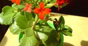 Żyworódka czyli ... Kalanchoe