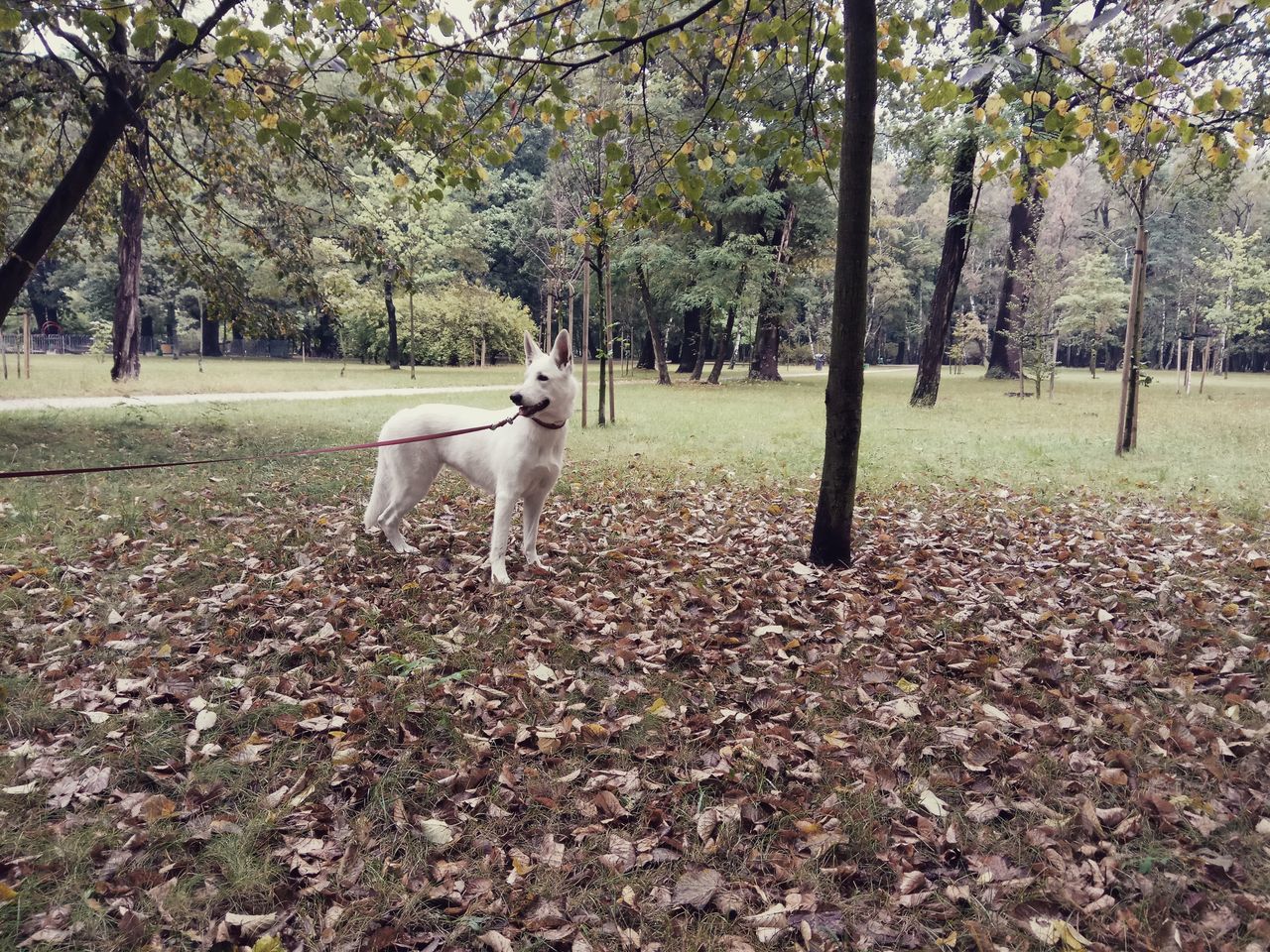 Lola w Parku Zachodnim