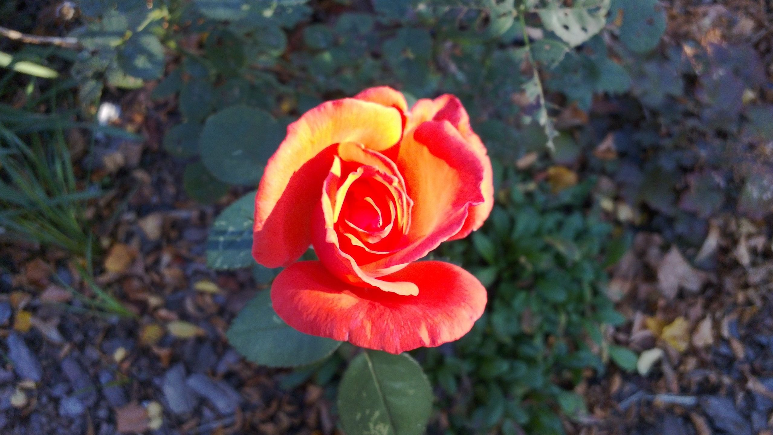 Nokia N9 — pokochałyby ją miliony 37