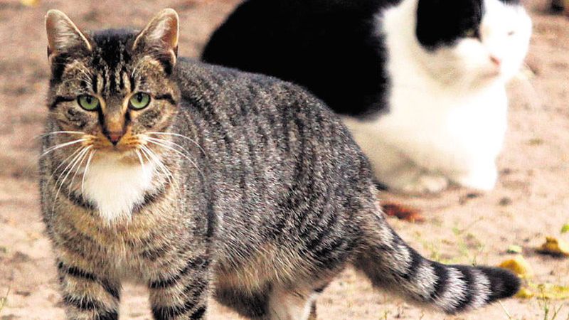 Koty przy ul. Rydzowej nie mają gdzie się podziać