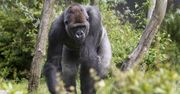 Goryle, szympansy i bonobo ucierpią w najbliższych dekadach