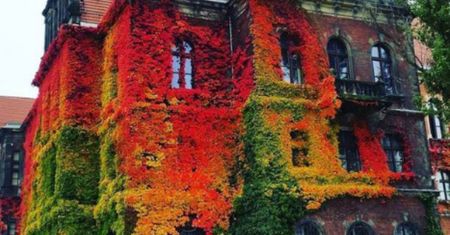 Muzeum Narodowe we Wrocławiu zachwyca internautów na całym świecie