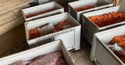 Mocne uderzenie w przestępczość narkotykową