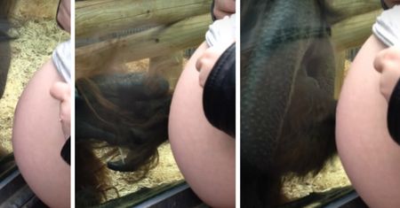 Orangutan całuje ciążowy brzuszek kobiety. Niesamowita reakcja zwierzęcia