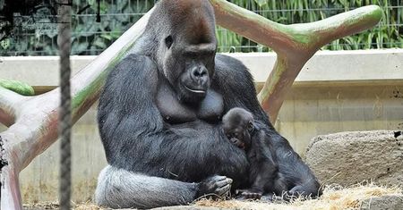 Smutne wieści od warszawskiego zoo. M’Tonge odszedł po długiej walce z chorobą