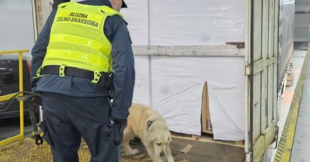 KAS udaremniła przemyt ponad pół miliona paczek papierosów