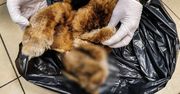 Białystok. Makabryczne odkrycie policjantów