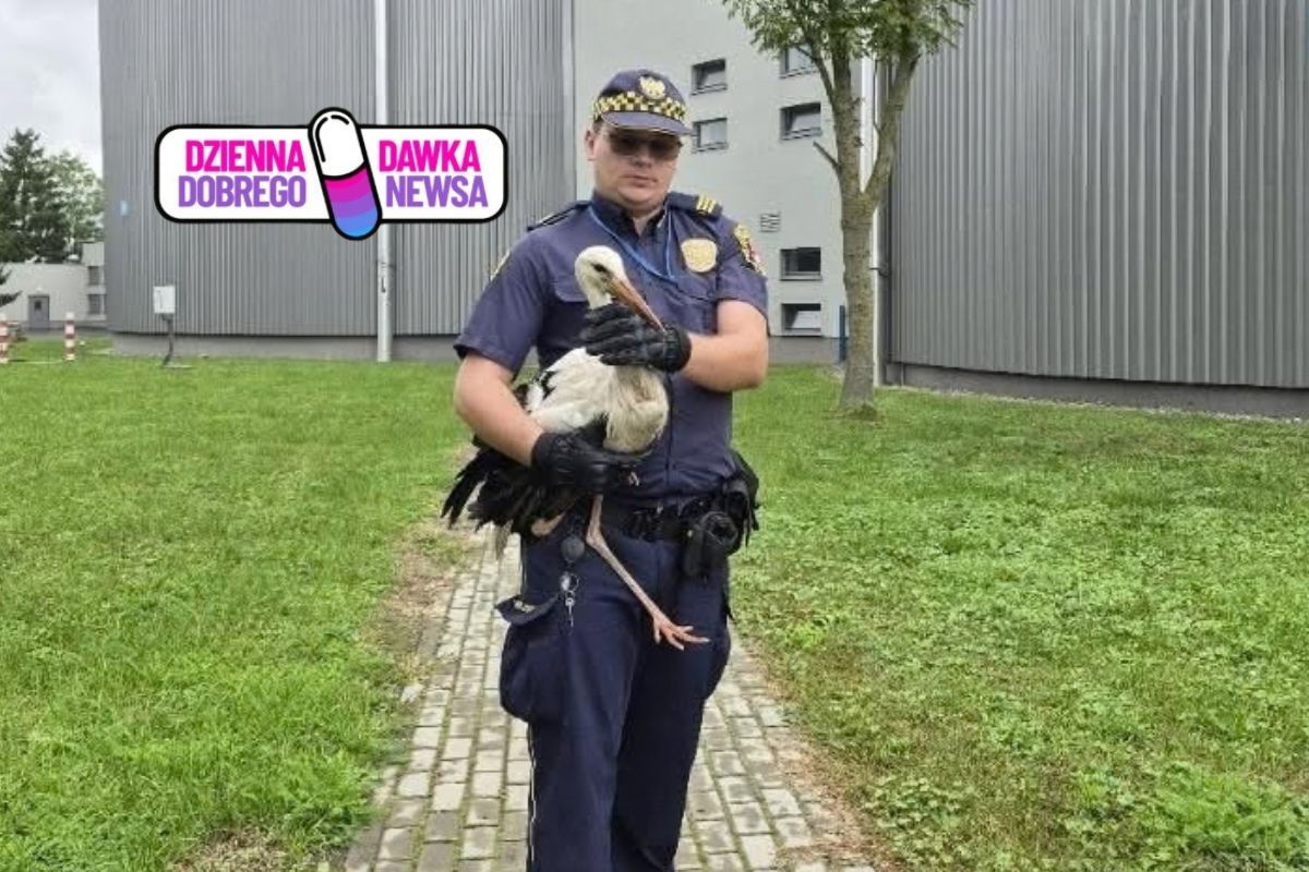 71 uratowanych zwierząt. Strażnicy miejscy działają w Eko-Patrolu