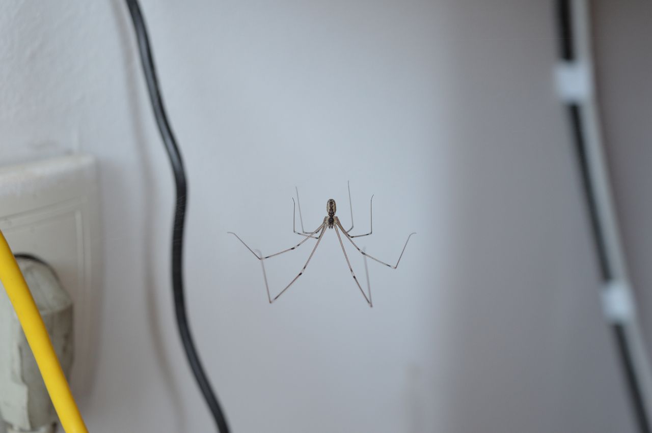 Domowy spray na pająki. Szybko znikną z domu