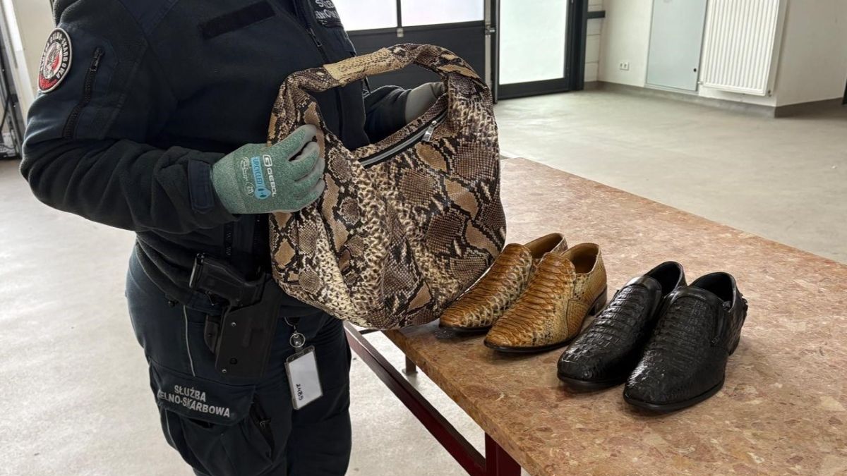 Nielegalne wyroby ze skór pytona i krokodyla przejęte przez KAS