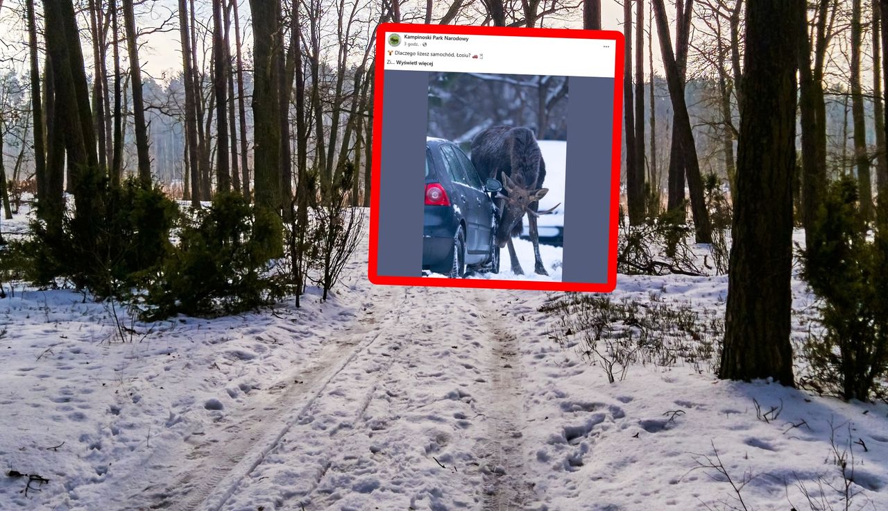 Lizał auto. Zdjęcie obiega sieć. Leśnicy tłumaczą