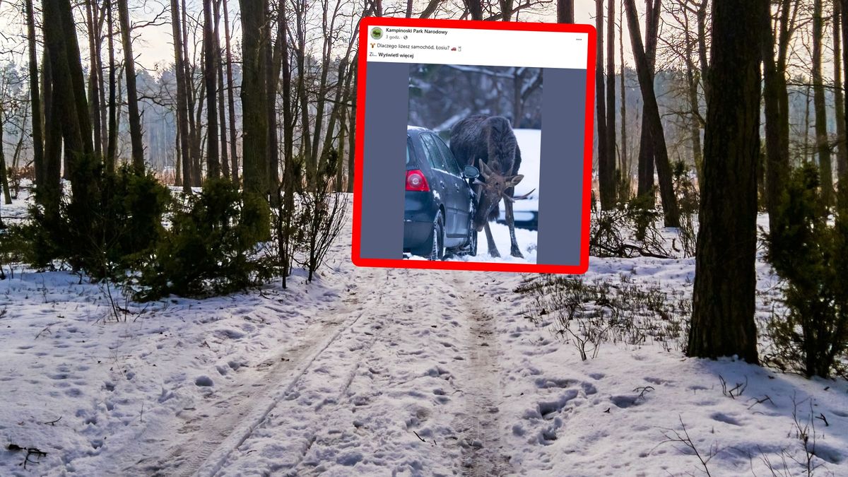 Łoś lizał auto. Leśnicy tłumaczą.