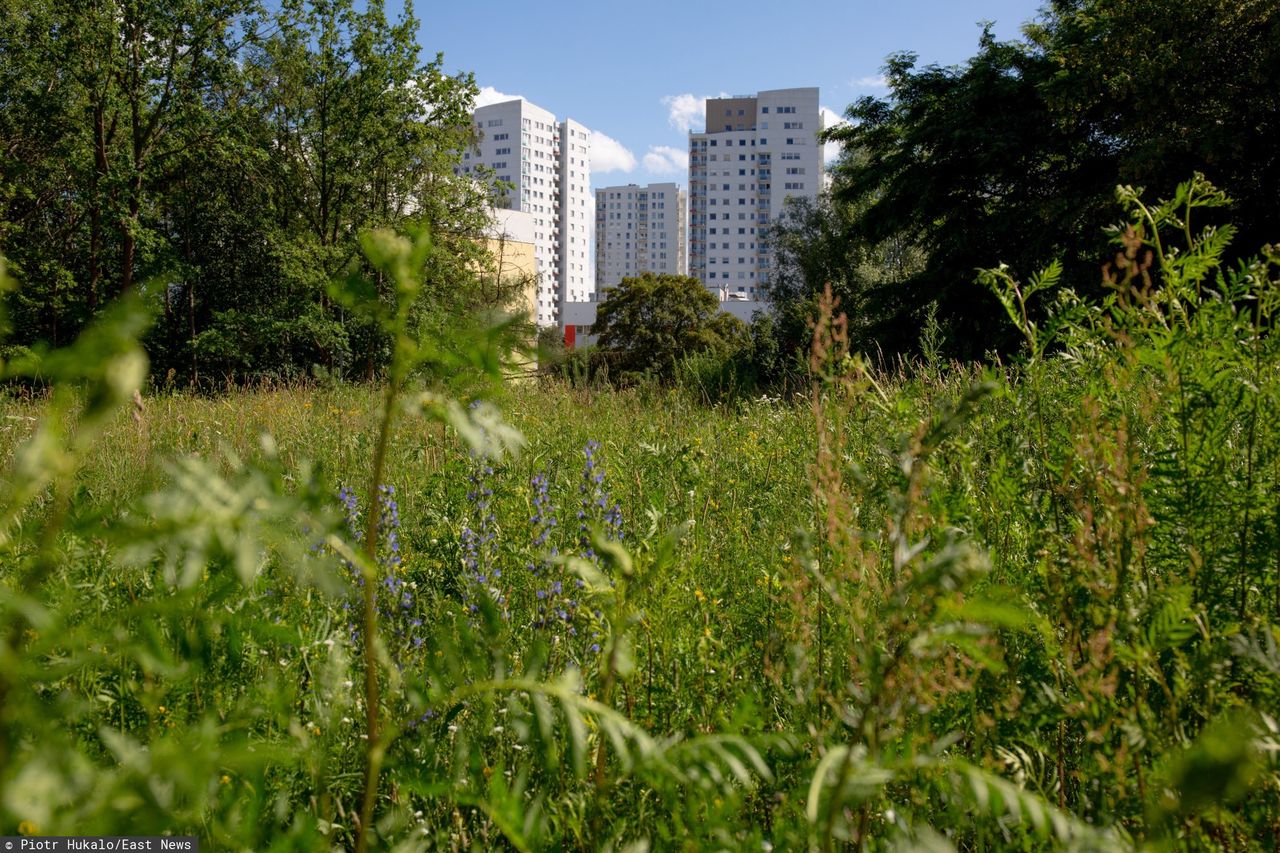 "Zakaz" koszenia trawników sposobem na walkę z suszą. Nie wszystkim się to podoba