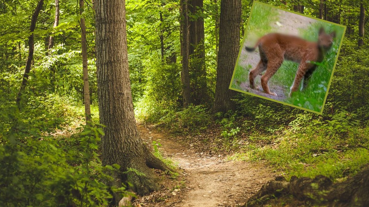 przyrodnik spotkał go w lesie. Myślał, ze to lis