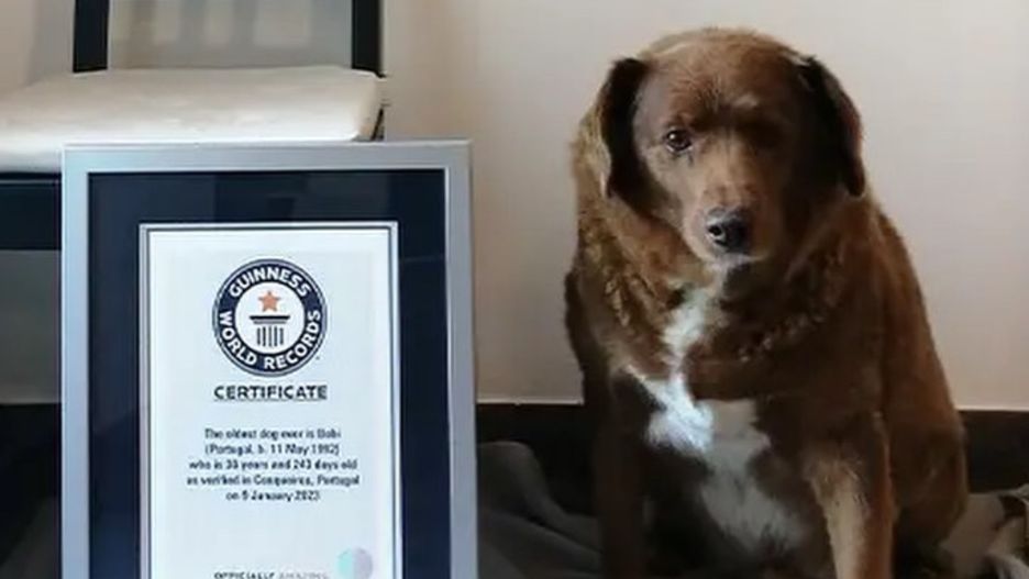 30-letni Bobi trafił do księgi rekordów Guinnessa