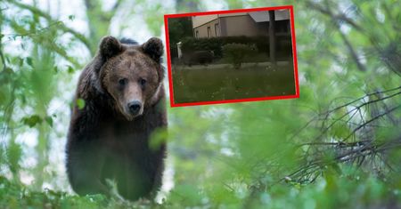 Niedźwiedź w ogrodzie. "Jesteśmy uwięzieni. Boimy się"