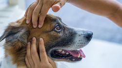 GIS ostrzega. Groźną chorobą możesz zarazić się od własnego psa