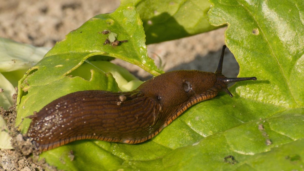 Brązowy ślimak na liściu sałaty