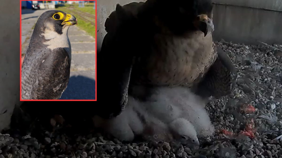 Sokolica Wrotka została sama z pisklętami