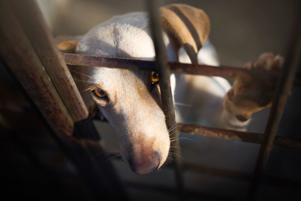 Najlepszy przyjaciel człowieka widziany oczami Izy Łysoń 7