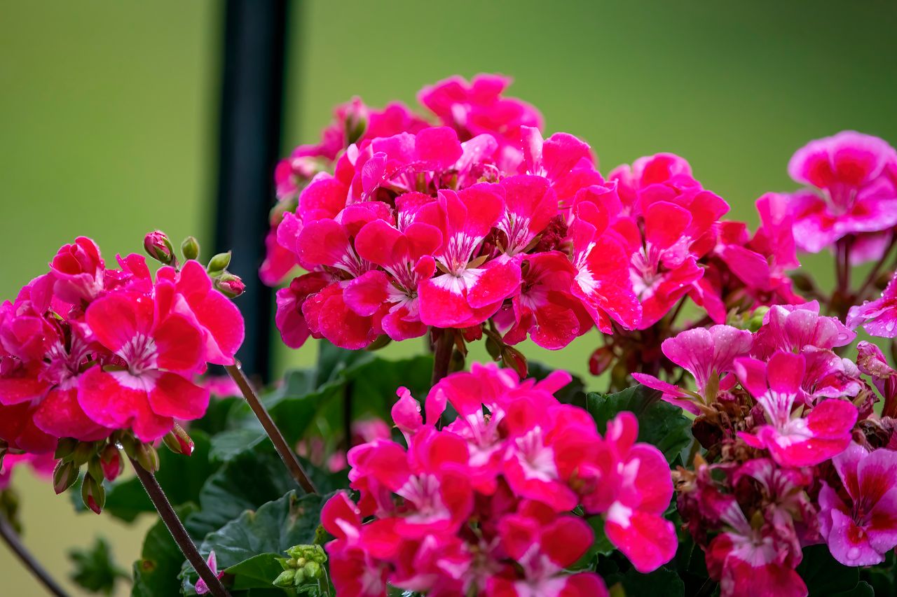Co zrobić z pelargoniami jesienią? Tak przygotujesz je do zimy