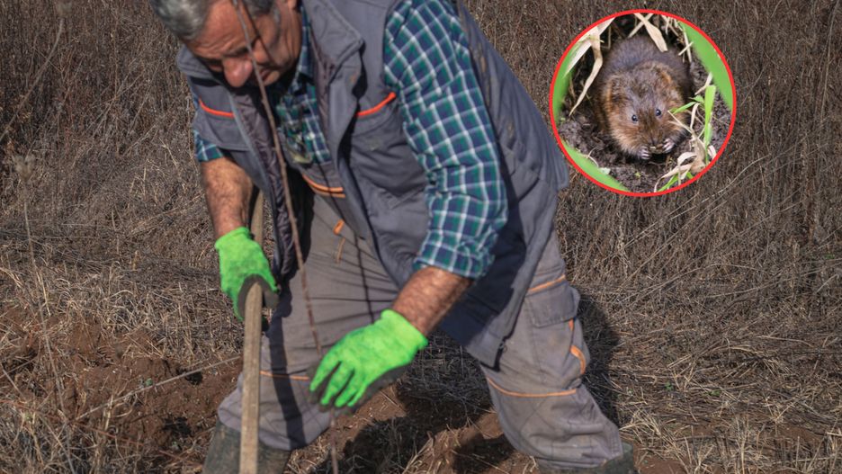 Karczowniki są zmorą ogrodników