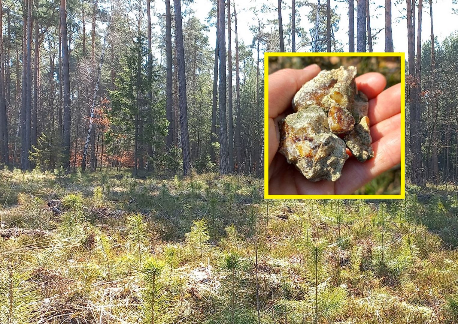 Leśnicy znaleźli to w polskim lesie. Ma niezwykłe właściwości