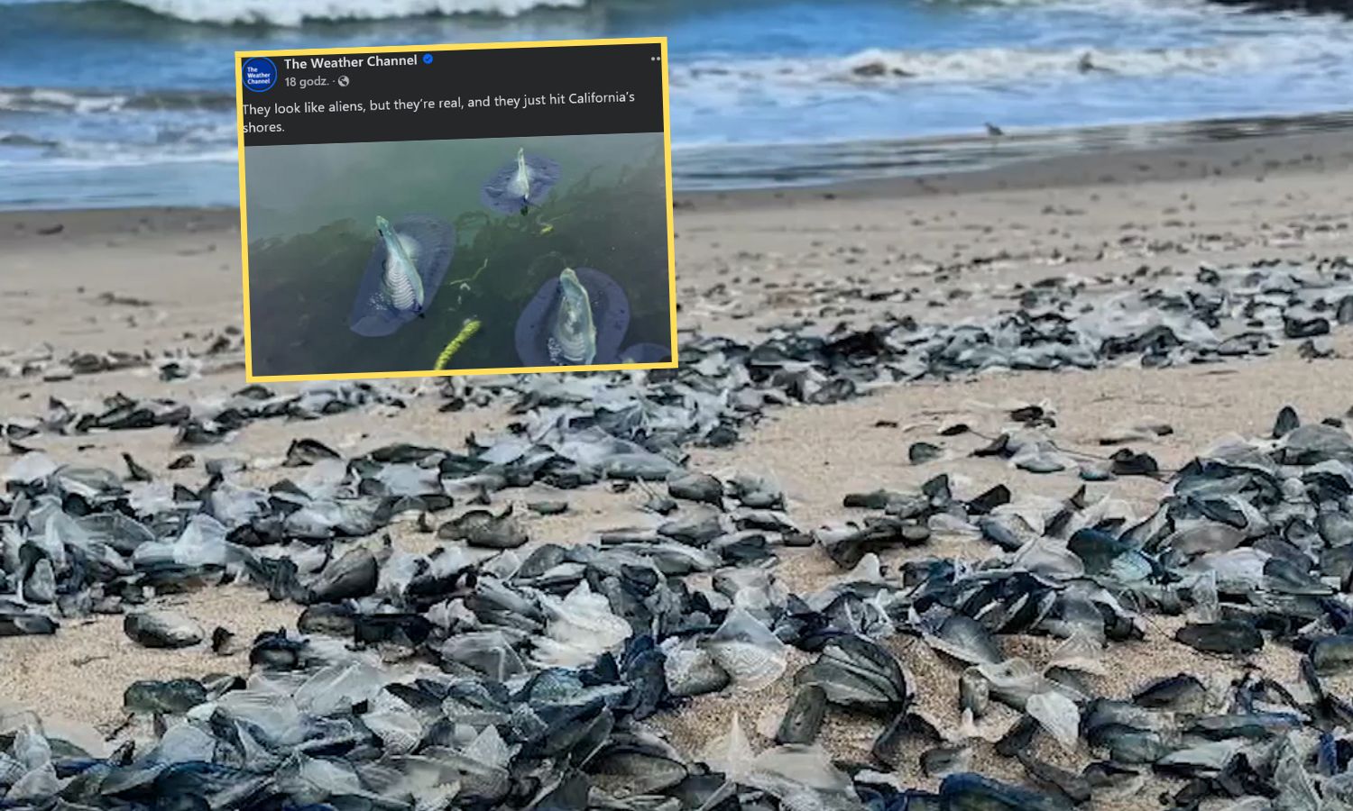 Zaskakujący widok na plażach w USA. Przypominają meduzy