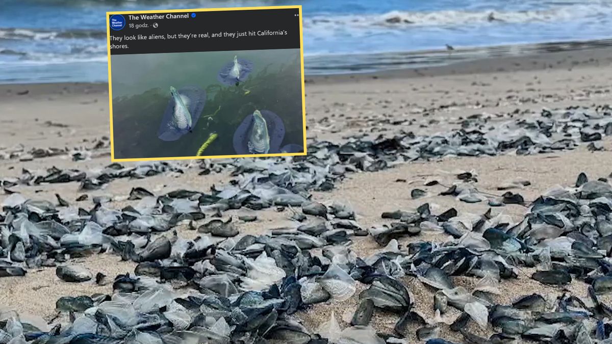 Dziwne stworzenia opanowały kalifornijskie plaże 