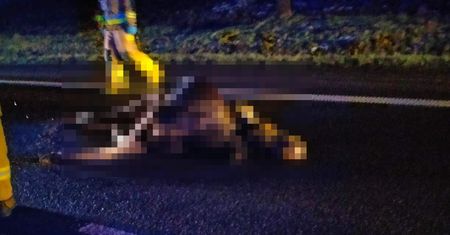Łoś zginął, tyle zostało z auta. Dramatyczne zdjęcia z Mazowsza