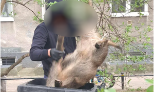 Horror na oczach mieszkańców Warszawy. Dziki zabite na placu zabaw