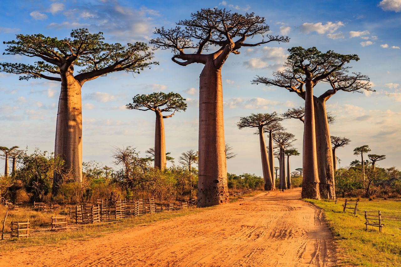 Madagaskar słynie m.in. z baobabów