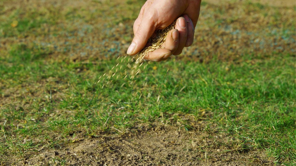 Sianie trawnika metodą "na krzyż" jest polecane przez ogrodników