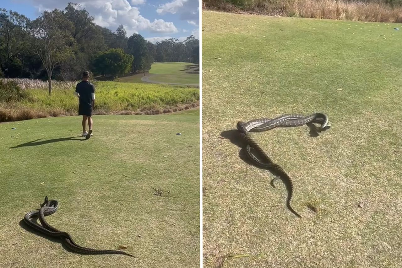 Australian golfer takes his shot amid fierce python duel on Brisbane course