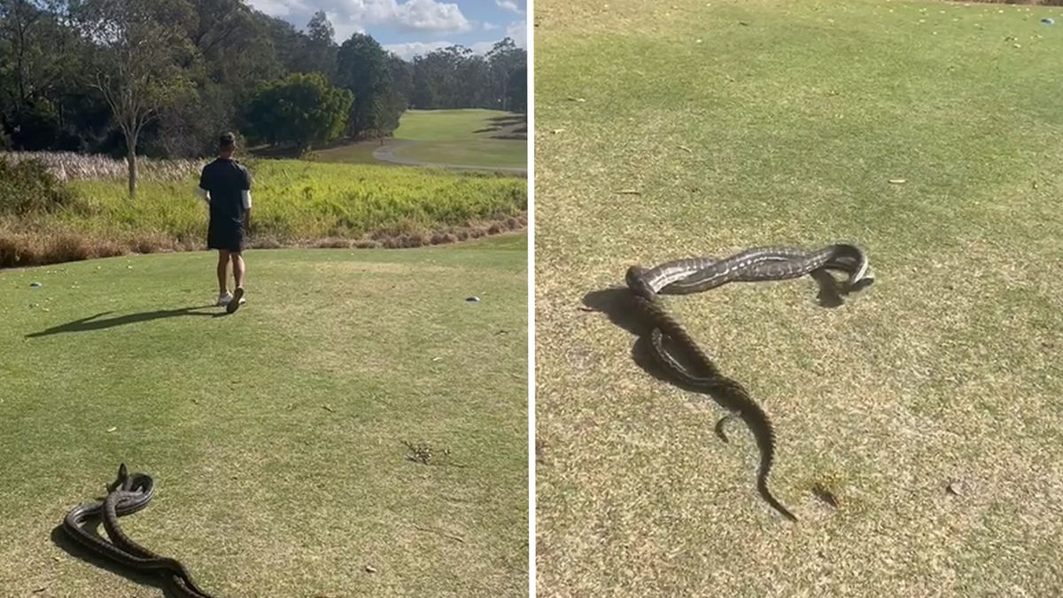 Węże na polu golfowym w Australii